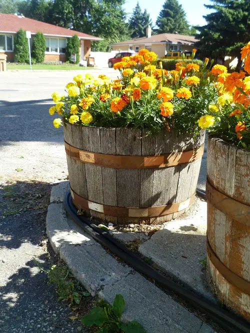 beautiful Whiskey Barrel Planters Ideas