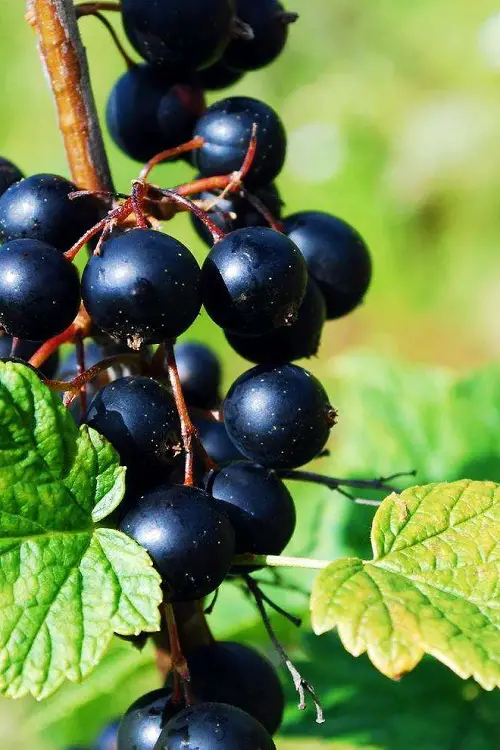 Currants fruit bunch