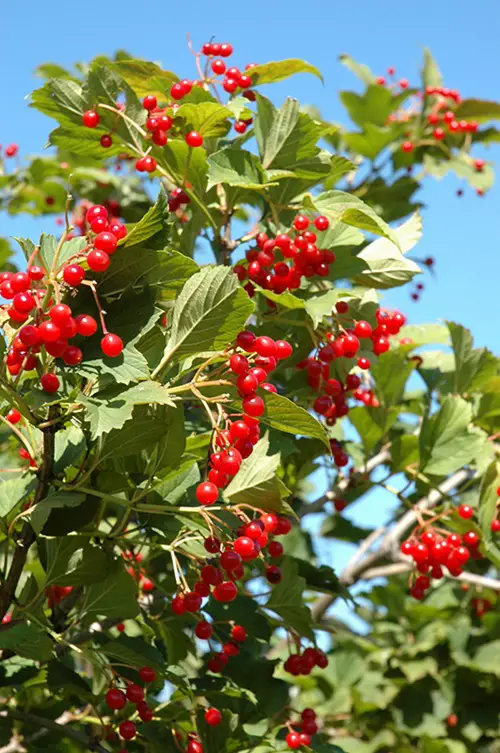 Cranberries fruit in tree