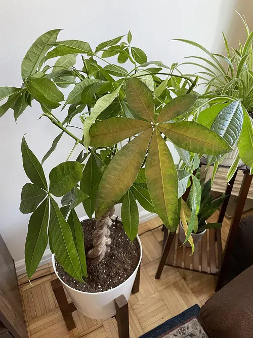 Reason: Overwatering