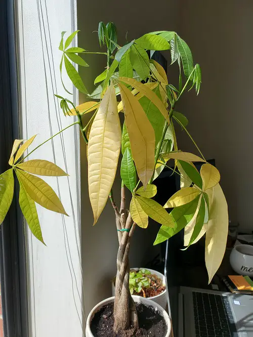 Money Tree Leaves Turning Yellow 2