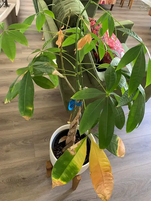 Money Tree Leaves Turning Yellow Reason: Not Enough Humidity