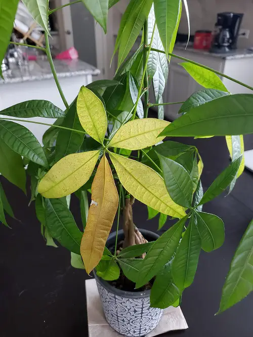Money Tree Leaves Turning Yellow Reason: Due to Age and Growth Cycle