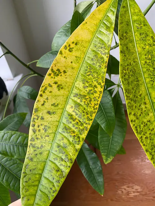 How to Control Yellowing of Foliage