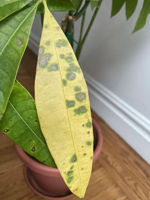 Money Tree Leaves Turning Yellow Reason: Pest Infestations
