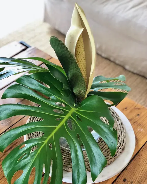Monstera Flower Fragrance