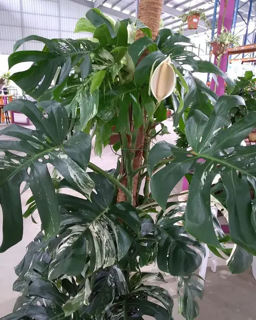 How to Get a Monstera Plant to Bloom