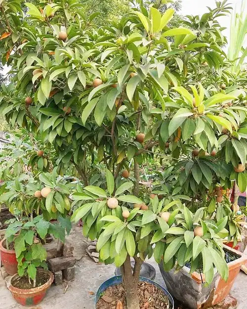 top lovely Jamaican plants in the backyard