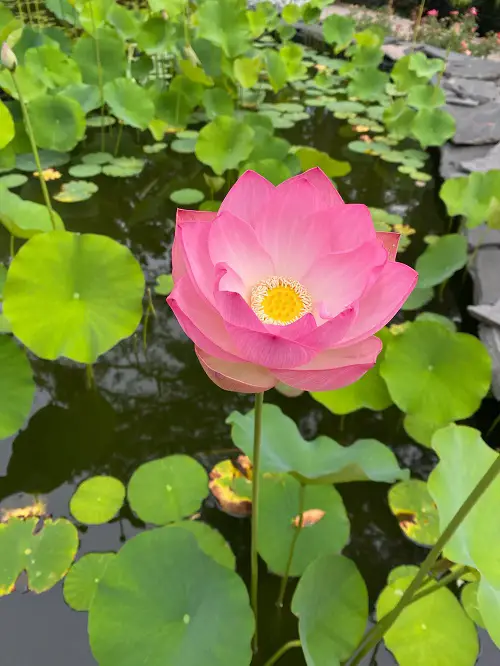 top best Flowers That Close At Night