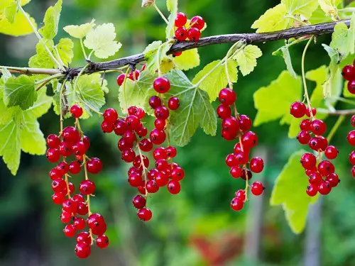 Amazing Crabapple fruit 