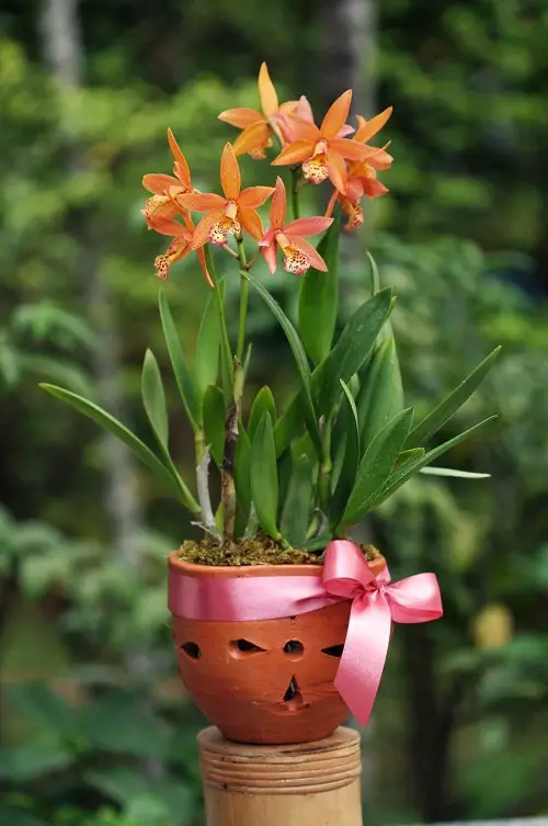 Most Popular Flowers in the World According to Google