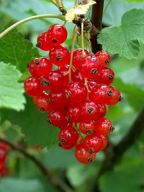 best Fruits With A R in Them
