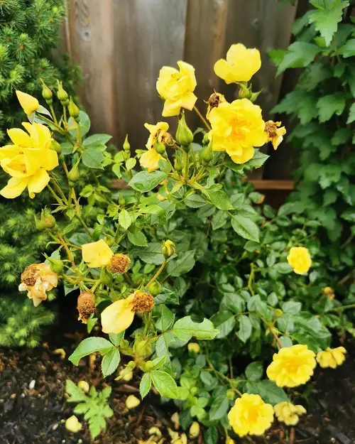 Numerous Yellow Rose Varieties1