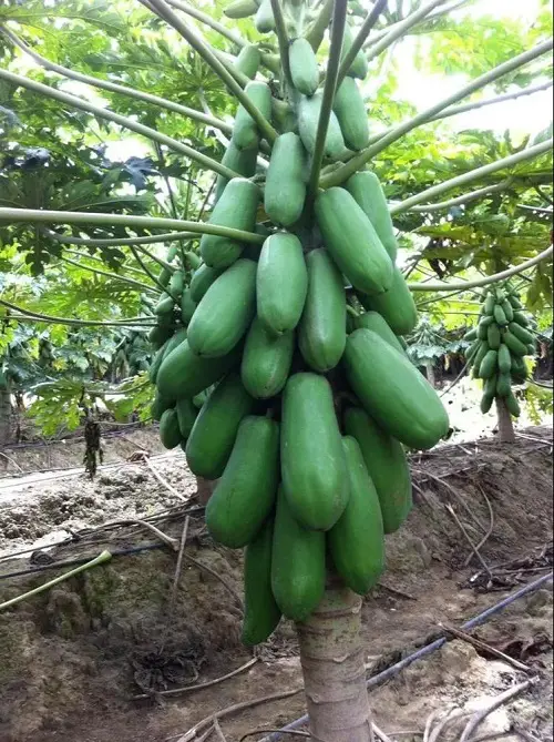 gorgeous Jamaican plants