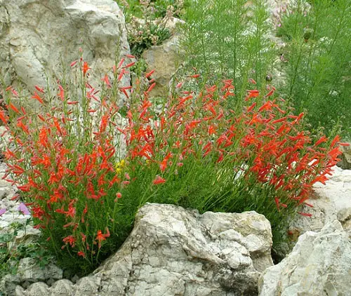 Amazing Blooms That Require Minimal Water