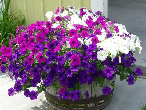 Whiskey Barrel Planters