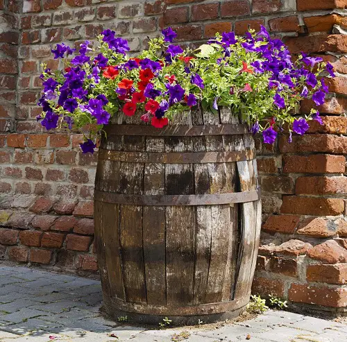  Whiskey Barrel Planters For Trailing Flowers