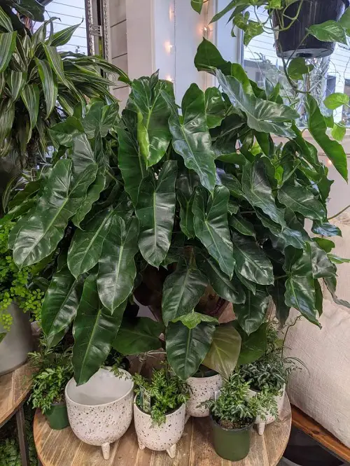 top Urban Jungle Plants