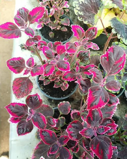 Purple Coleus Types