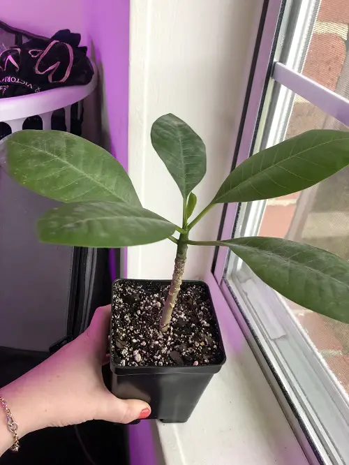 When is the Right Time to Propagate a Plumeria Plant