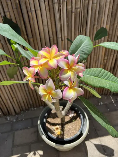 Best Pot Size for Growing Plumeria in Containers