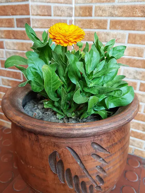 What Does Calendula Smell Like