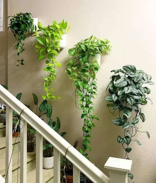 Attractive Ways to Display Pothos in Home. 27