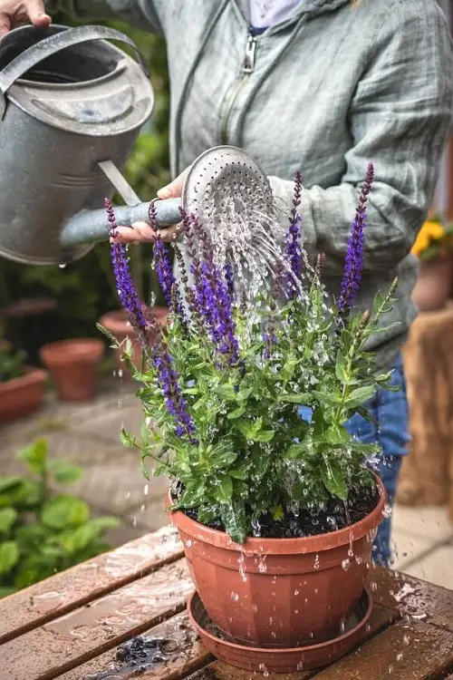 Growing Salvias in Pots 3