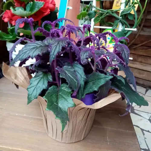 Purple Passion Plant Care