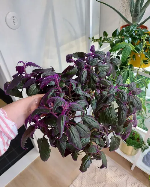 Purple Passion Plant Care and Growing Guide