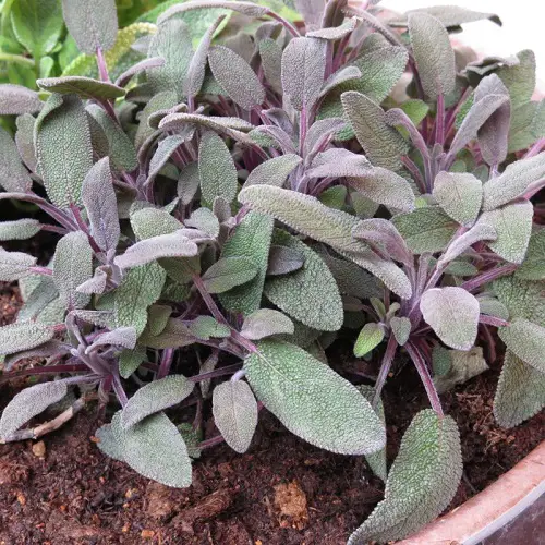 top beautiful Plants from Jamaica