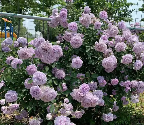 Blue Rose Varieties 
