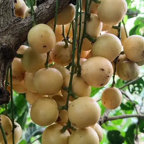 Fruits That Start With R in garden