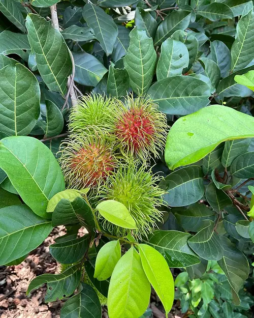 Amazing Fruits That Start With R