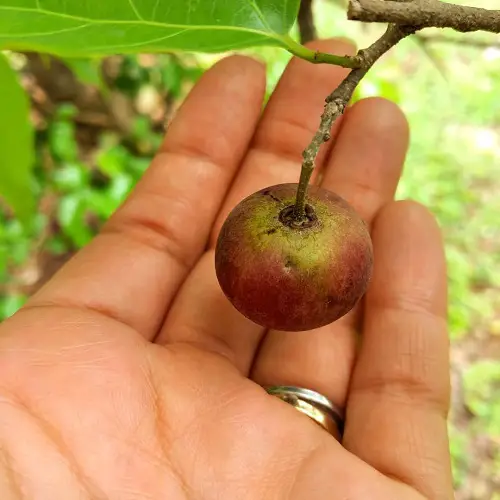 top best Fruits That Start With R