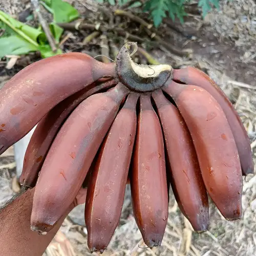 Fruits With A R in Them