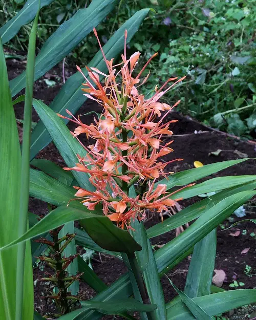 breathtaking Jamaican plants in the garden