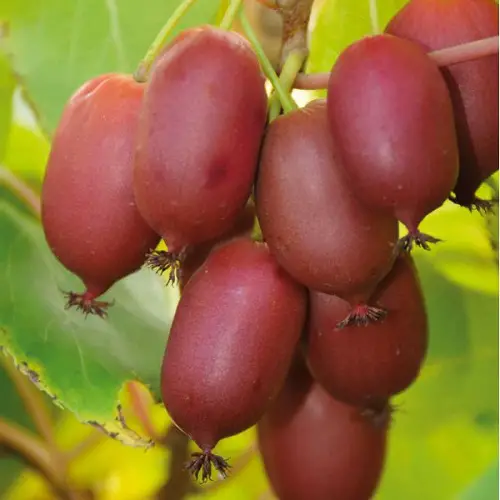 Fruits With A R in Them