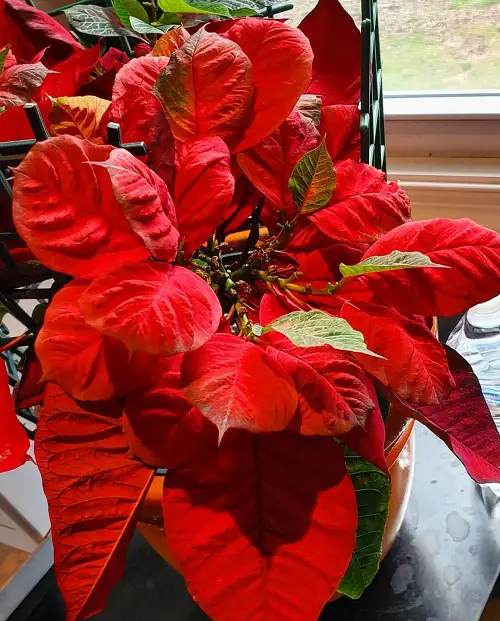 Jamaican plants in the garden