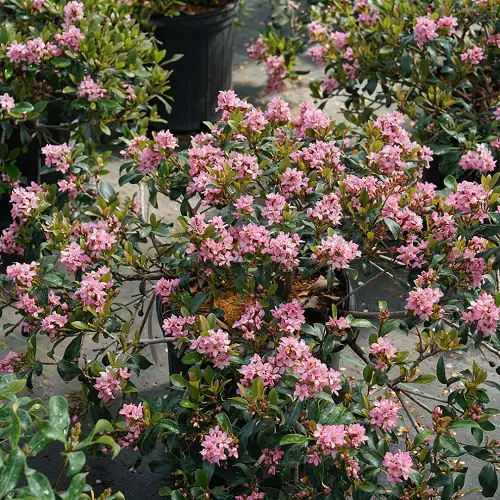 Best Indian Hawthorn Varieties 3