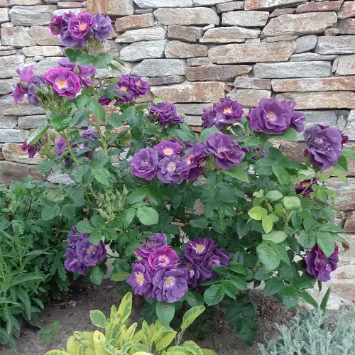 beautiful varieties of blue roses in garden