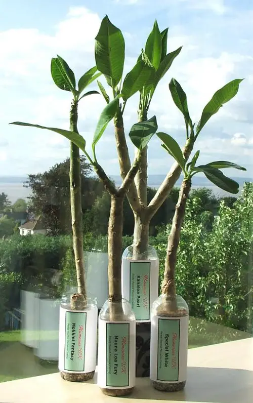 Ideal Size of Cutting for Propagating Plumeria