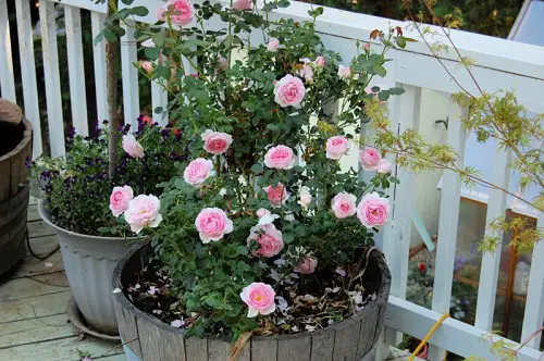 Whiskey Barrel Planters