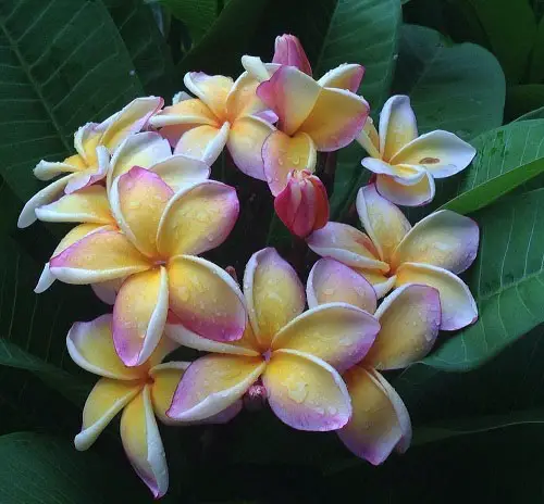 Plumeria Various kinds Types
