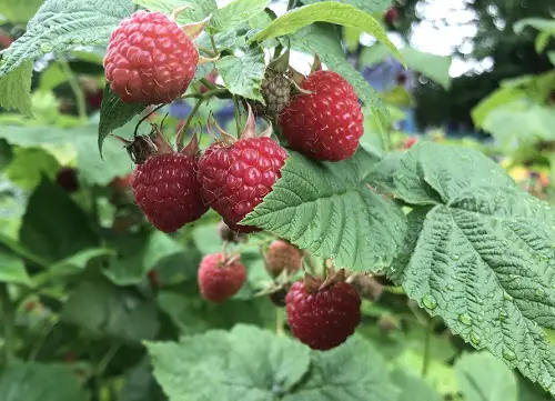 Fruits That Start With R