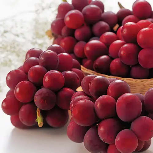 Fruits That Start With R 