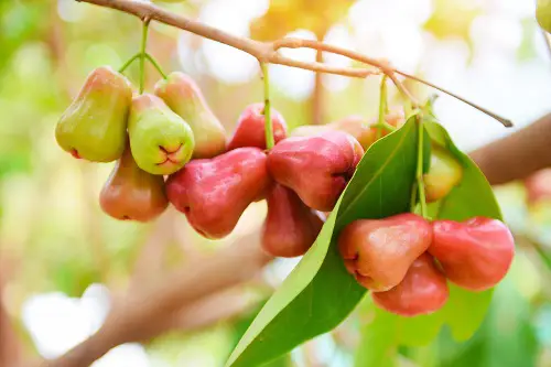 best Fruits with a R origin