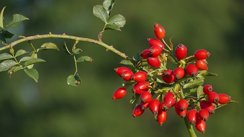 Fruits with a R origin