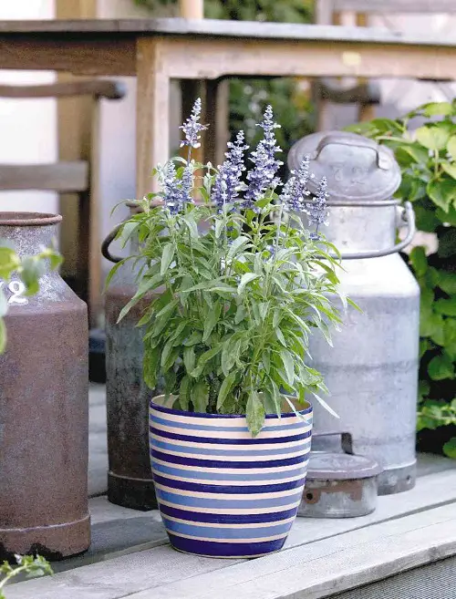 Requirements for Growing Salvias in Pots