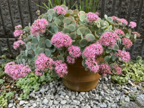 Blooming Perennial Flowers from Spring in garden